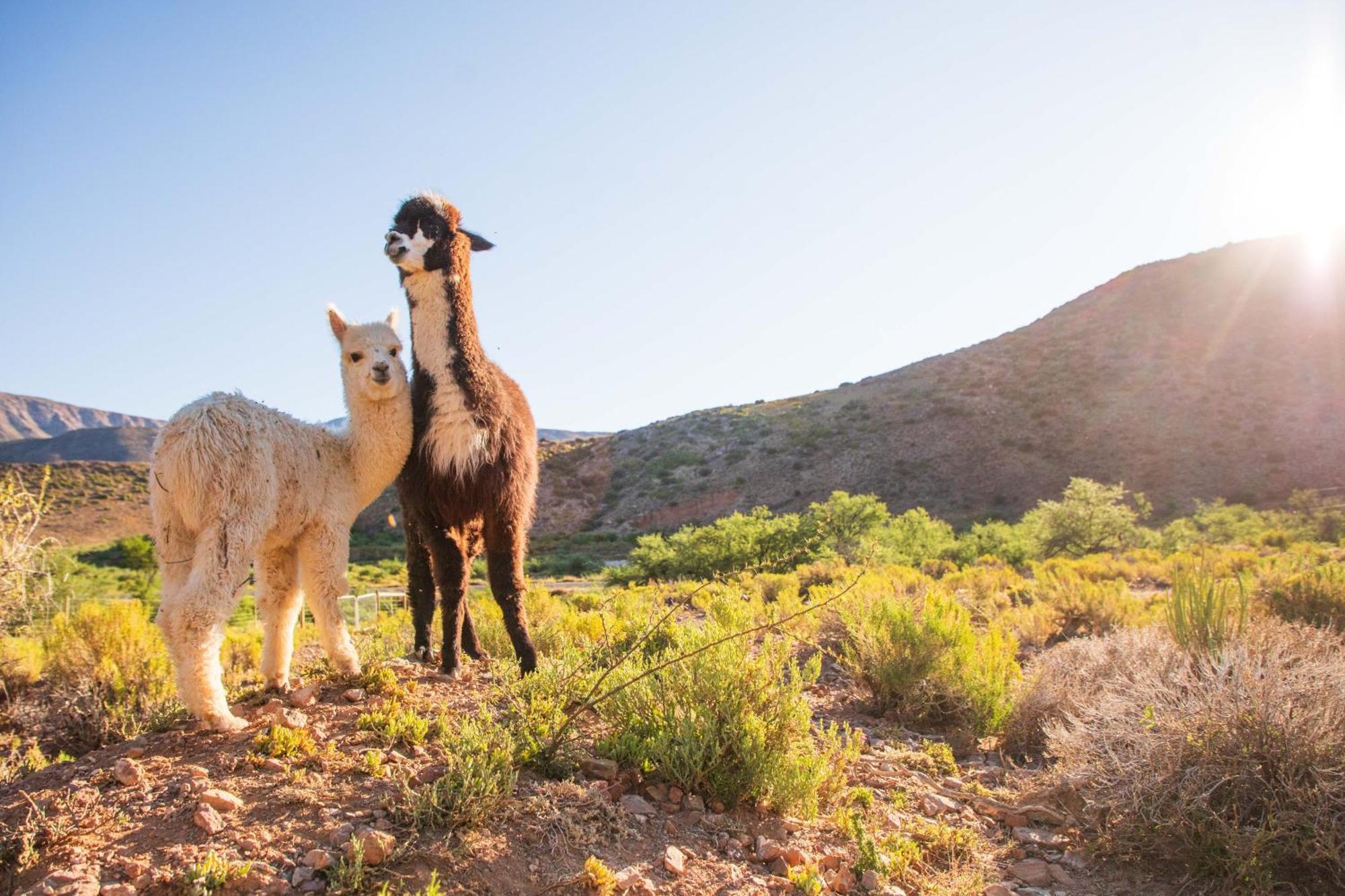 Bushman Valley Aparthotel Prince Albert Bagian luar foto